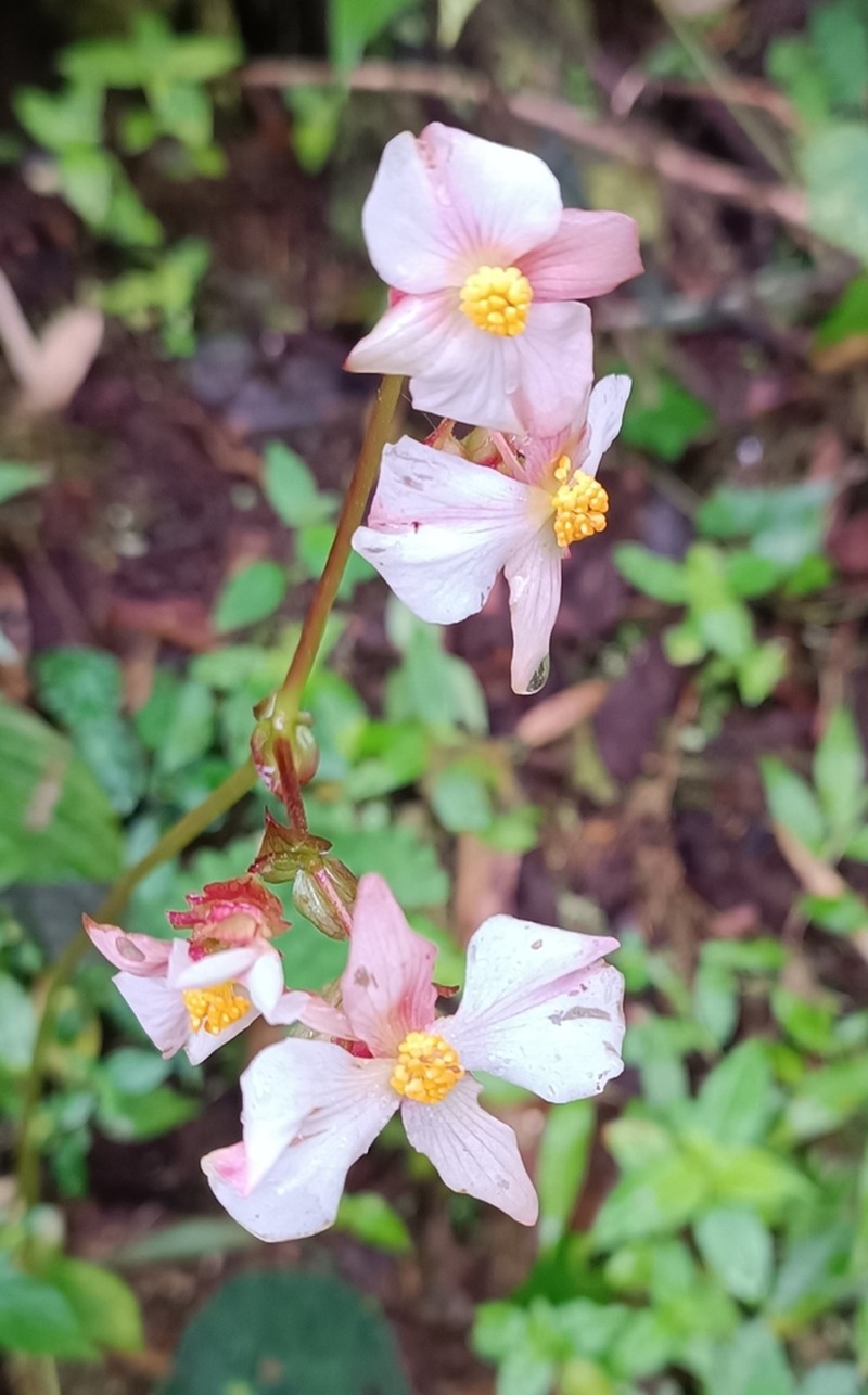 Begonia jocotocoi photo 6