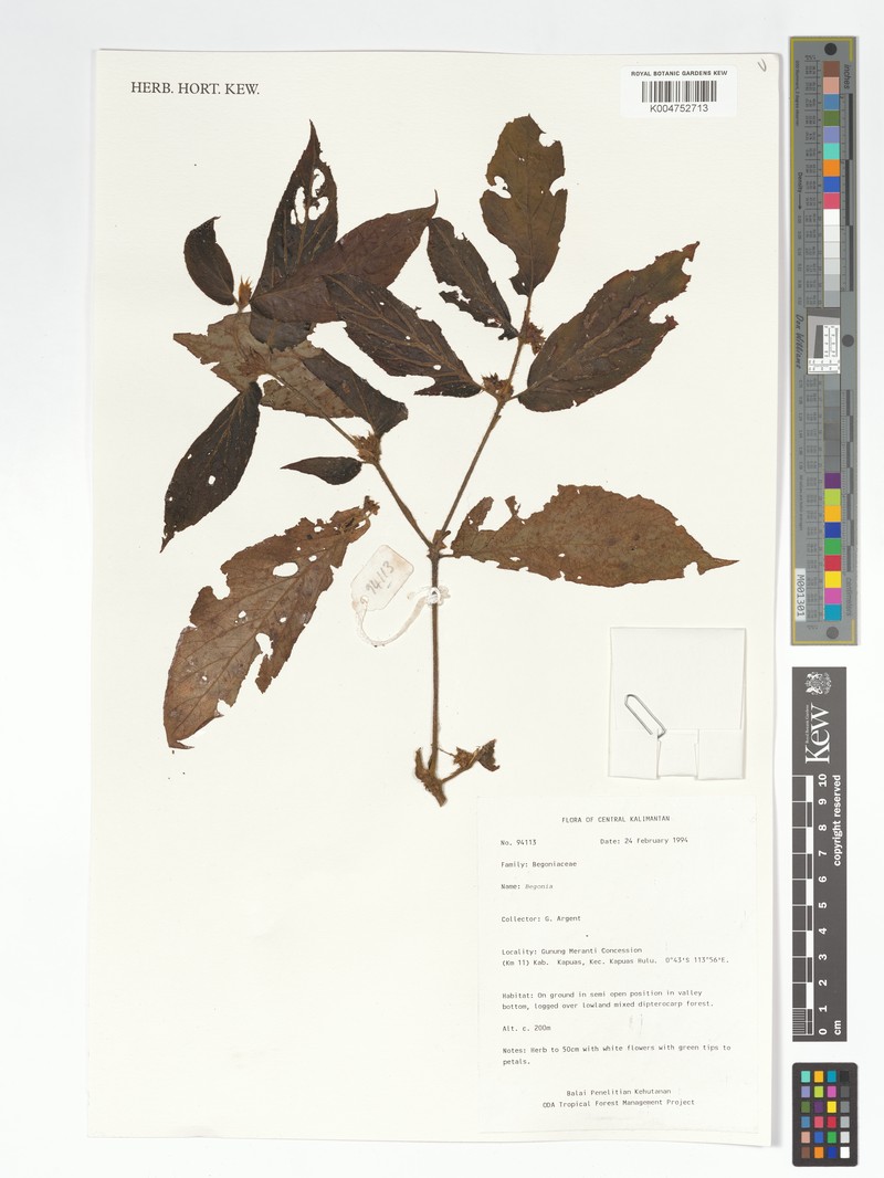 Begonia joffrei