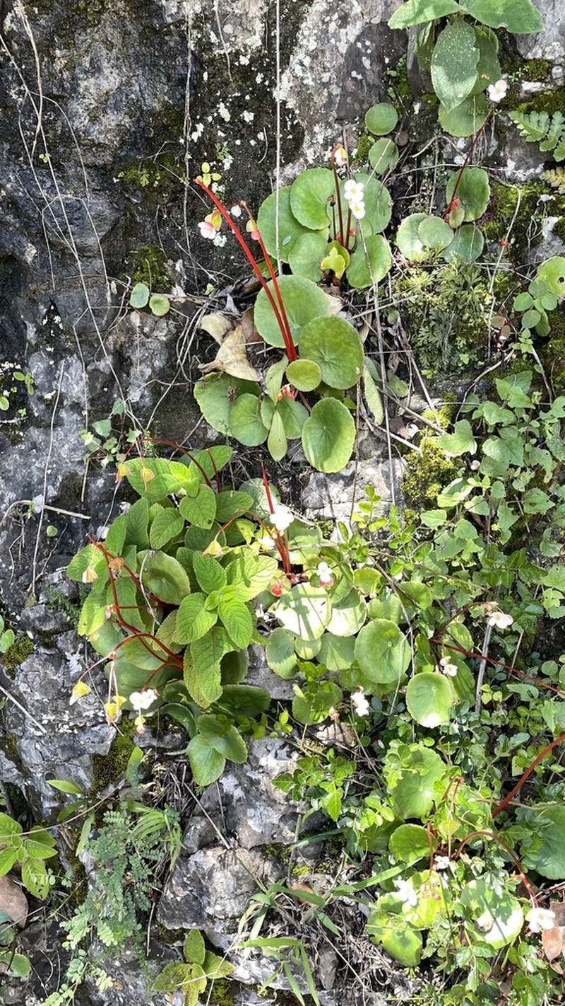Begonia joshii