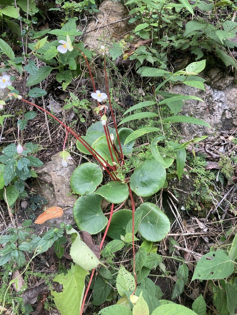 Begonia joshii photo 3