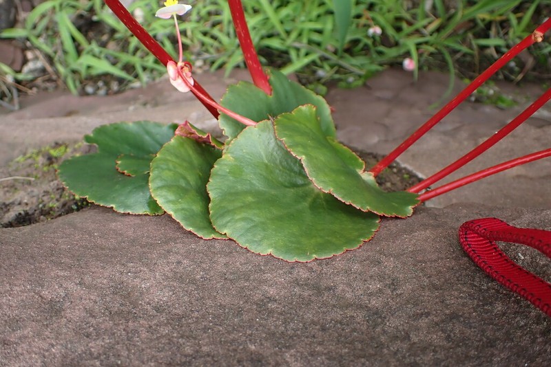 Begonia joshii photo 5