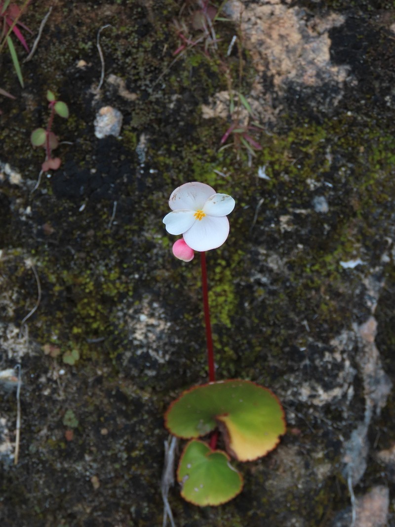 Begonia joshii photo 6