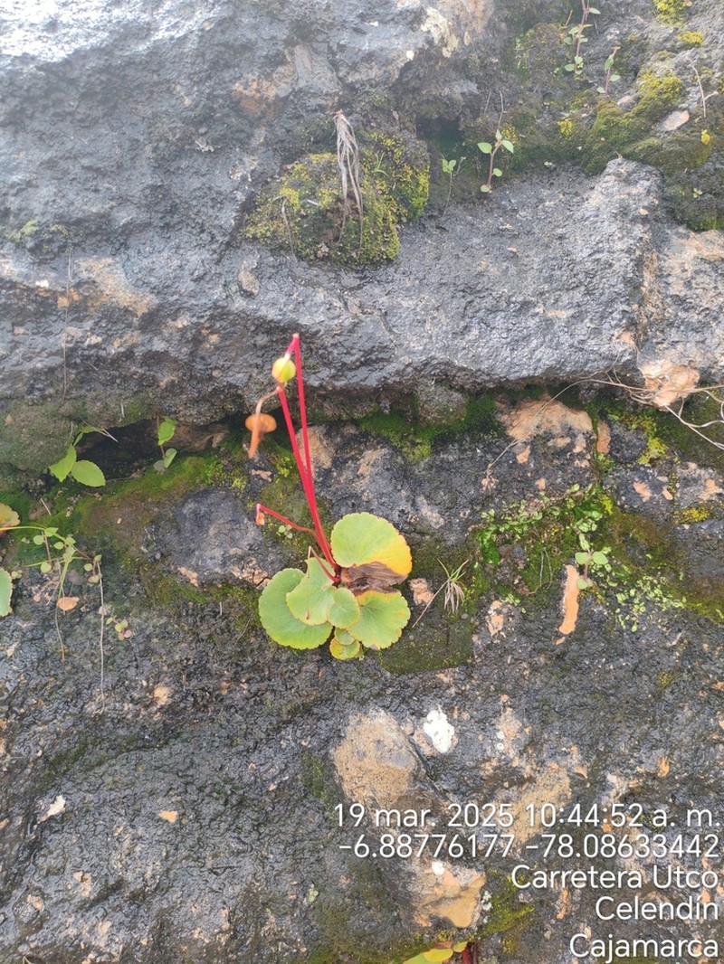 Begonia joshii photo 7