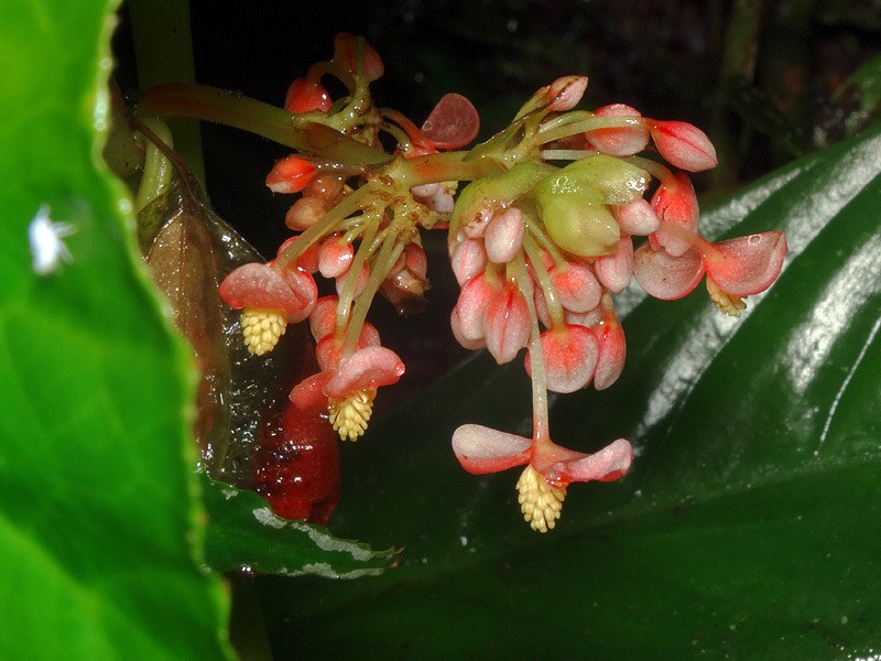 Begonia kibambanganensis