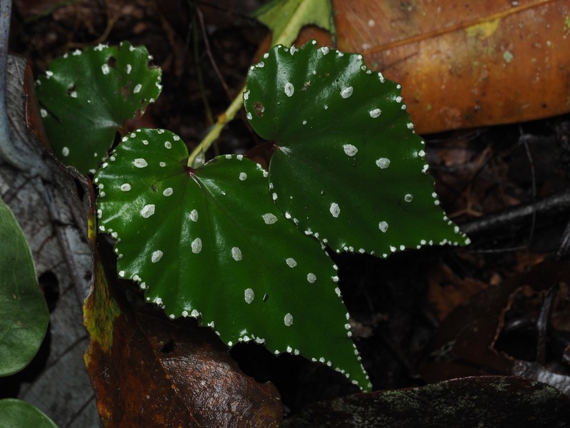 Begonia kibambanganensis photo 2