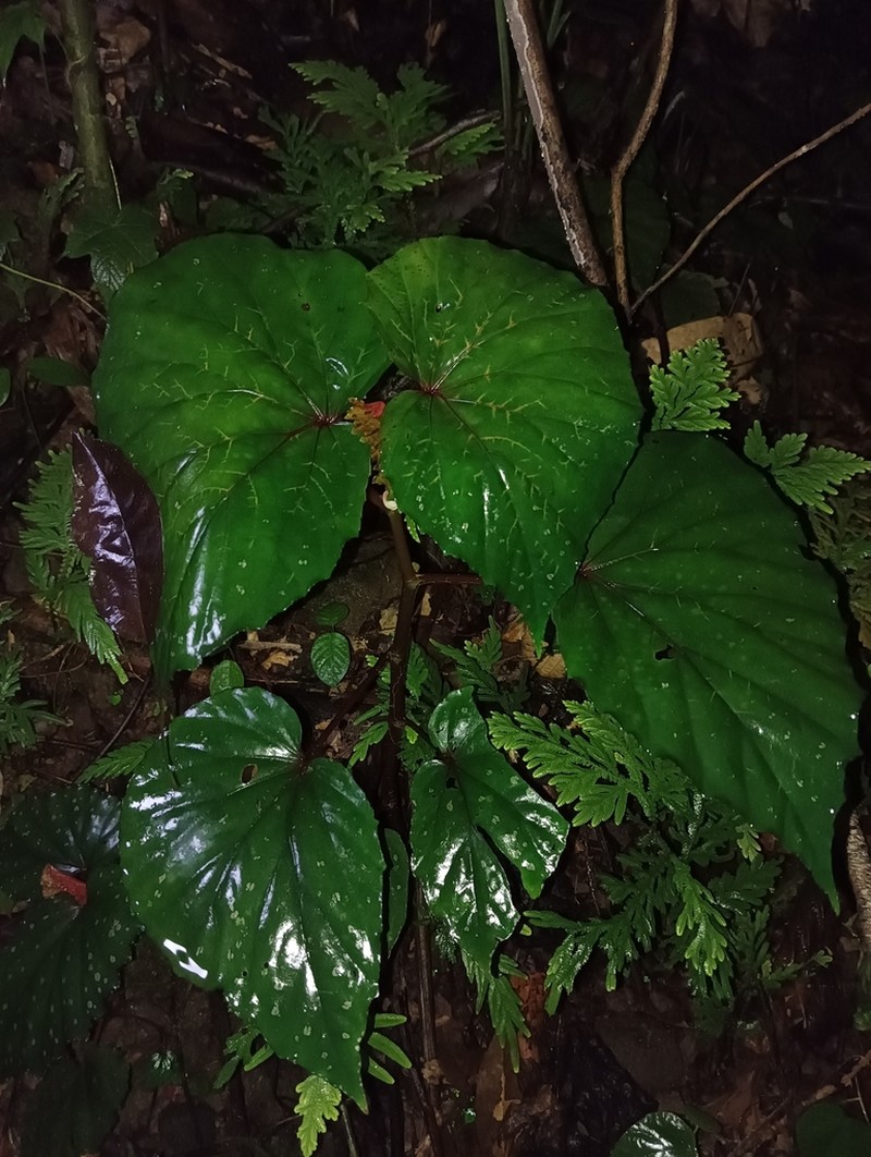 Begonia kibambanganensis photo 4