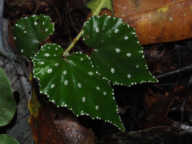 Begonia kibambanganensis photo 5