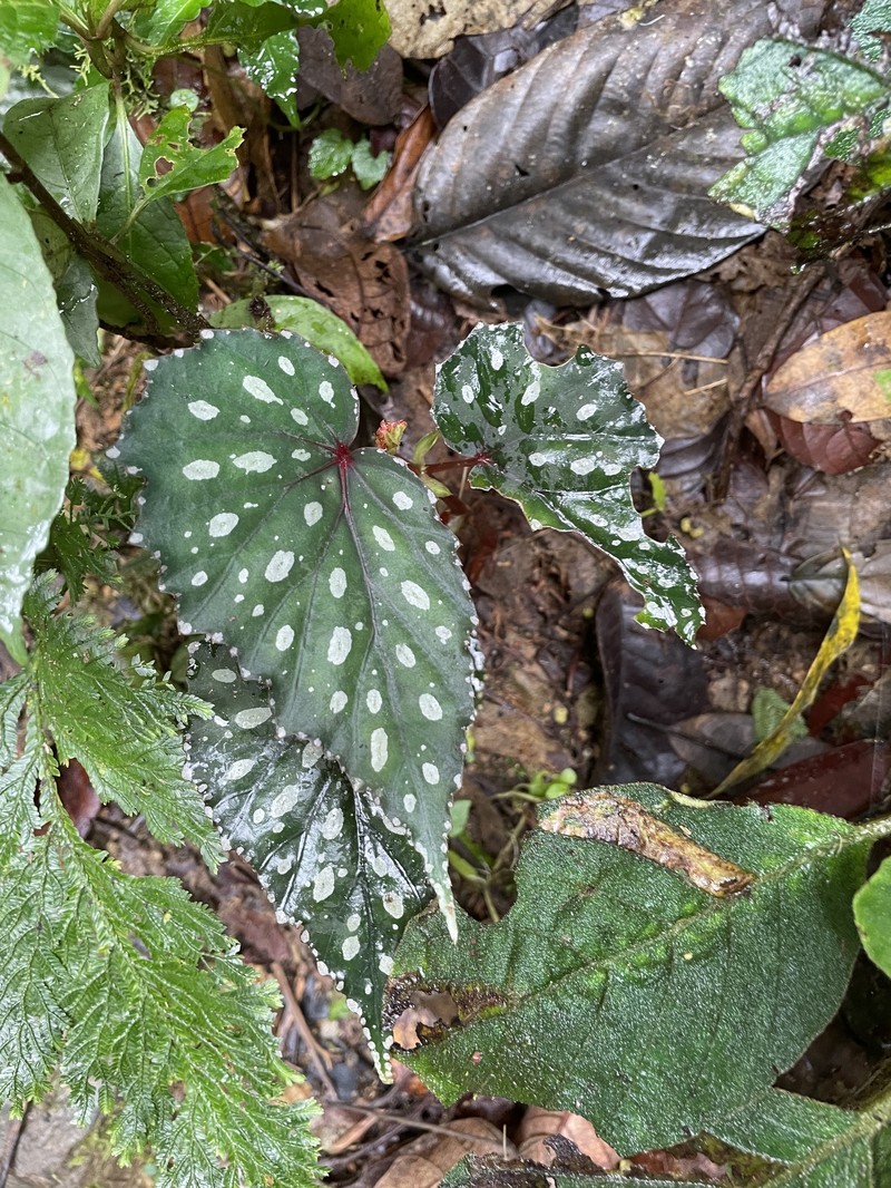Begonia kibambanganensis photo 6