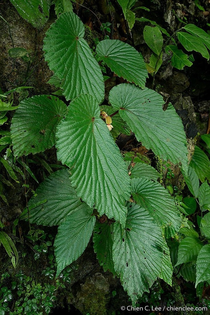 Begonia kuchingensis