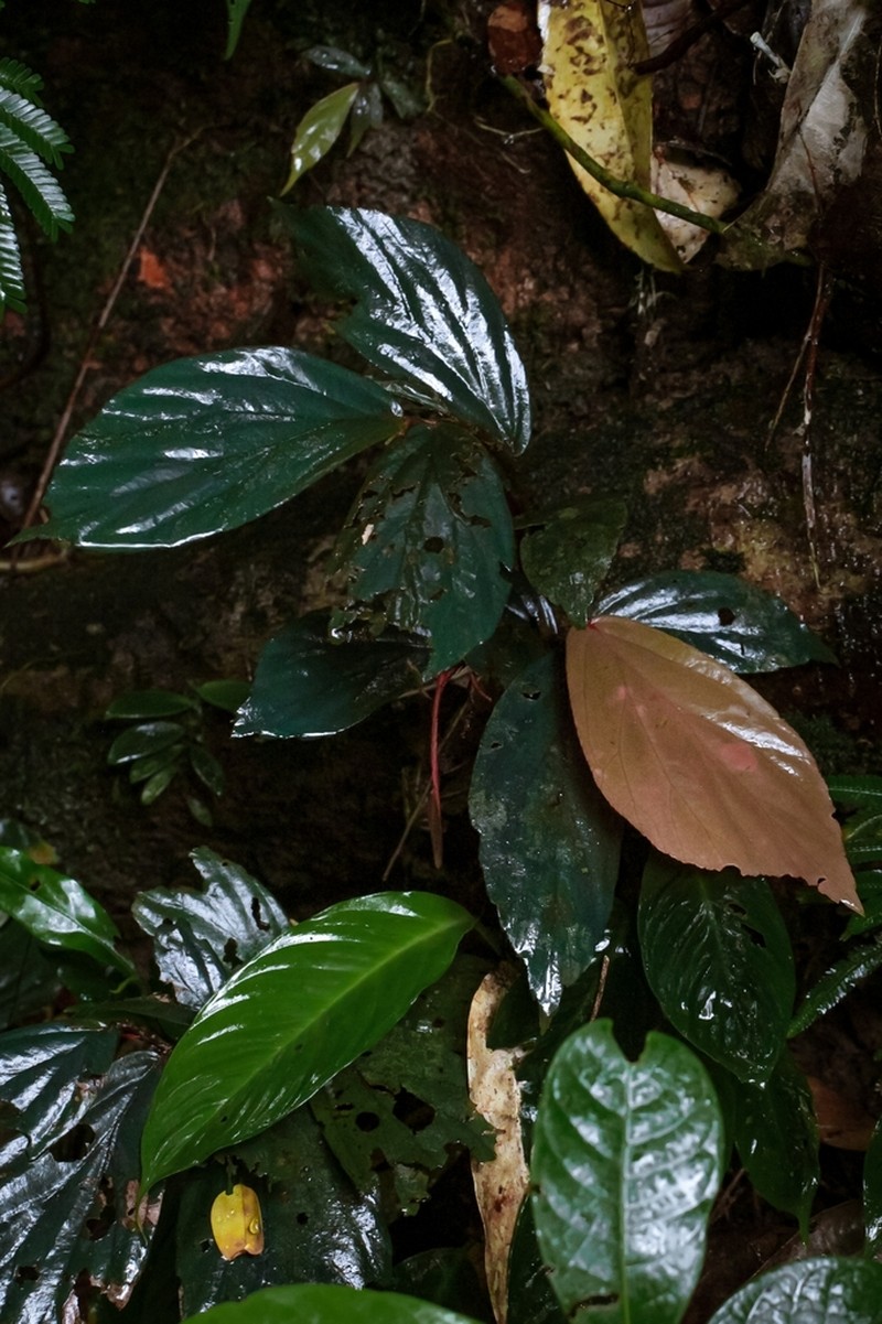 Begonia labiensis