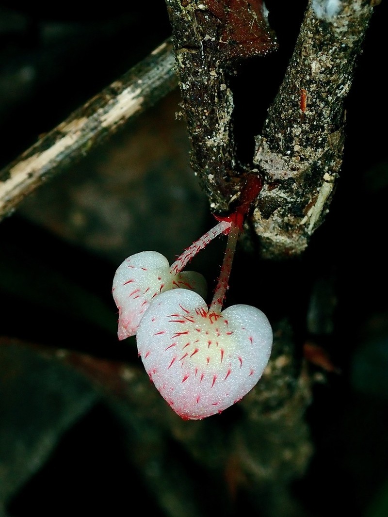 Begonia labiensis photo 3