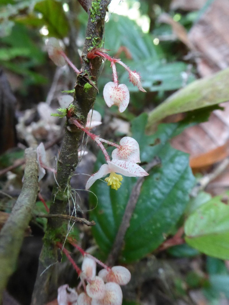 Begonia labiensis photo 4