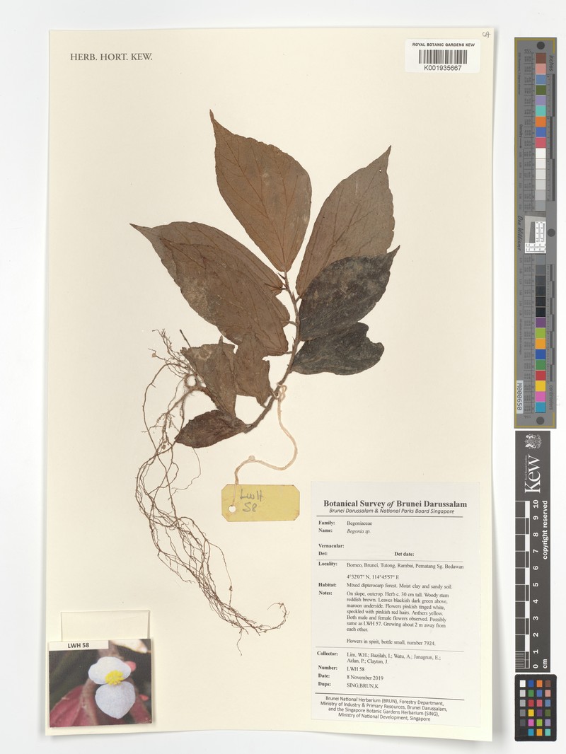 Begonia labiensis photo 6