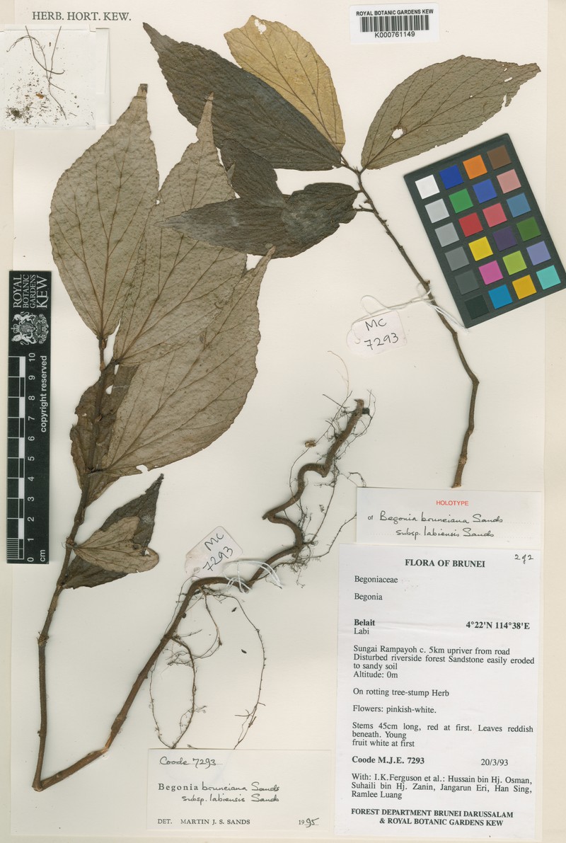 Begonia labiensis photo 7