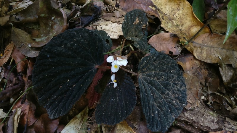 Begonia lamriana