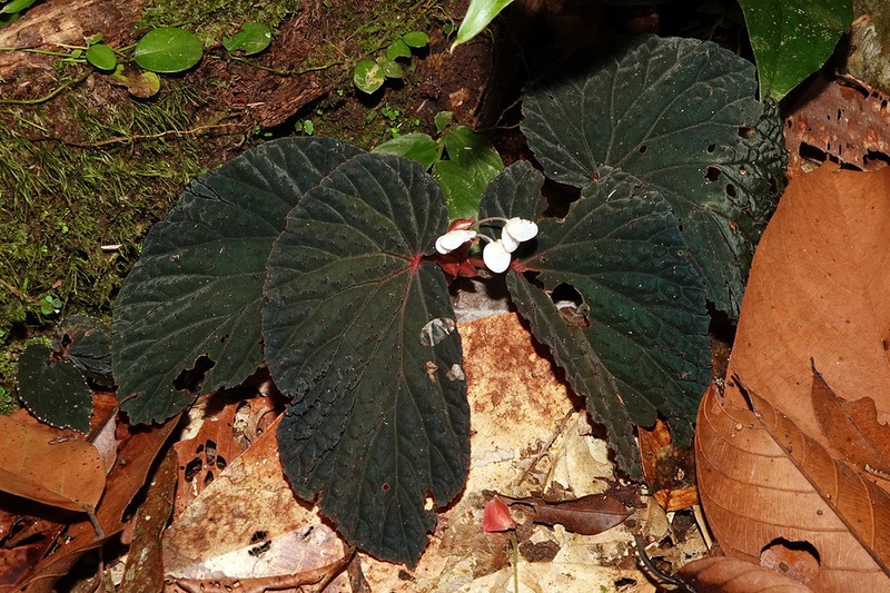 Begonia lamriana photo 3
