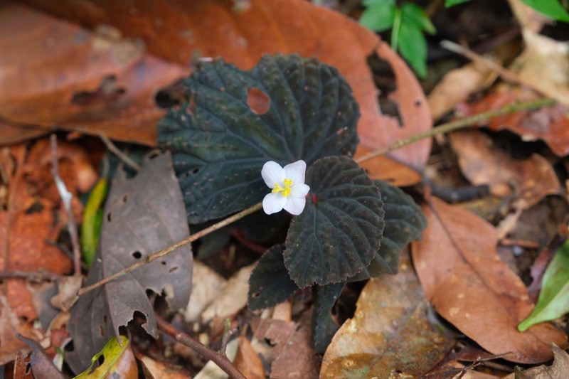 Begonia lamriana photo 4