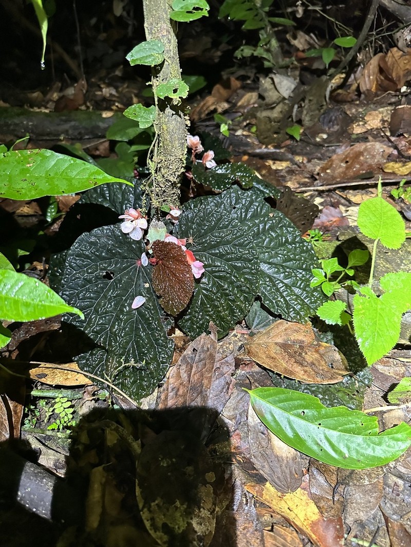 Begonia lamriana photo 5