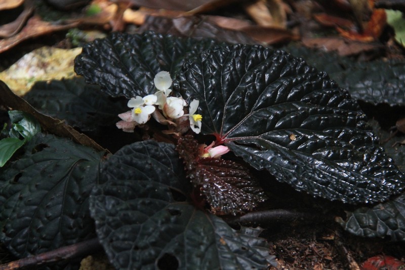 Begonia lamriana photo 6