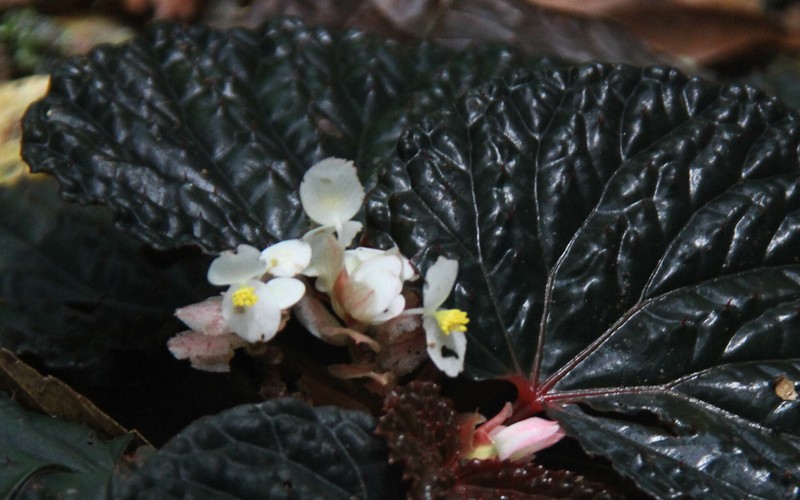 Begonia lamriana photo 8