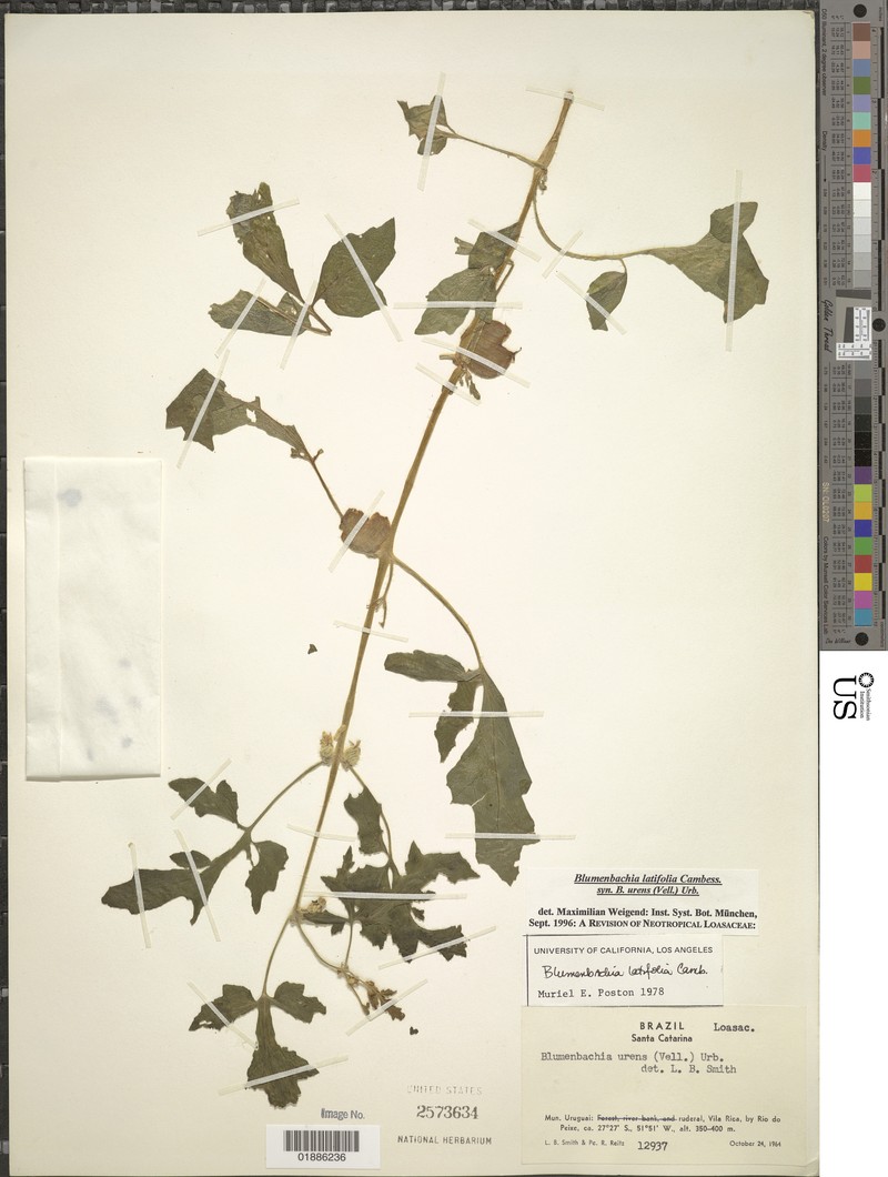 Begonia latifolia