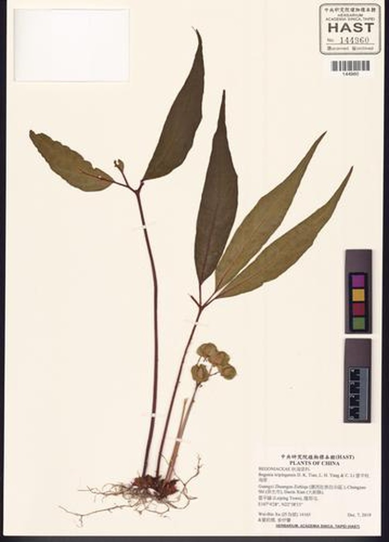 Begonia leipingensis