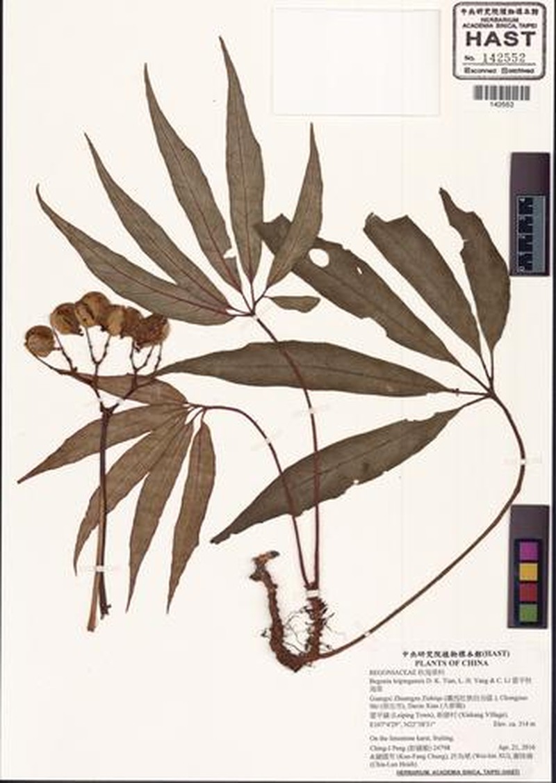 Begonia leipingensis photo 2