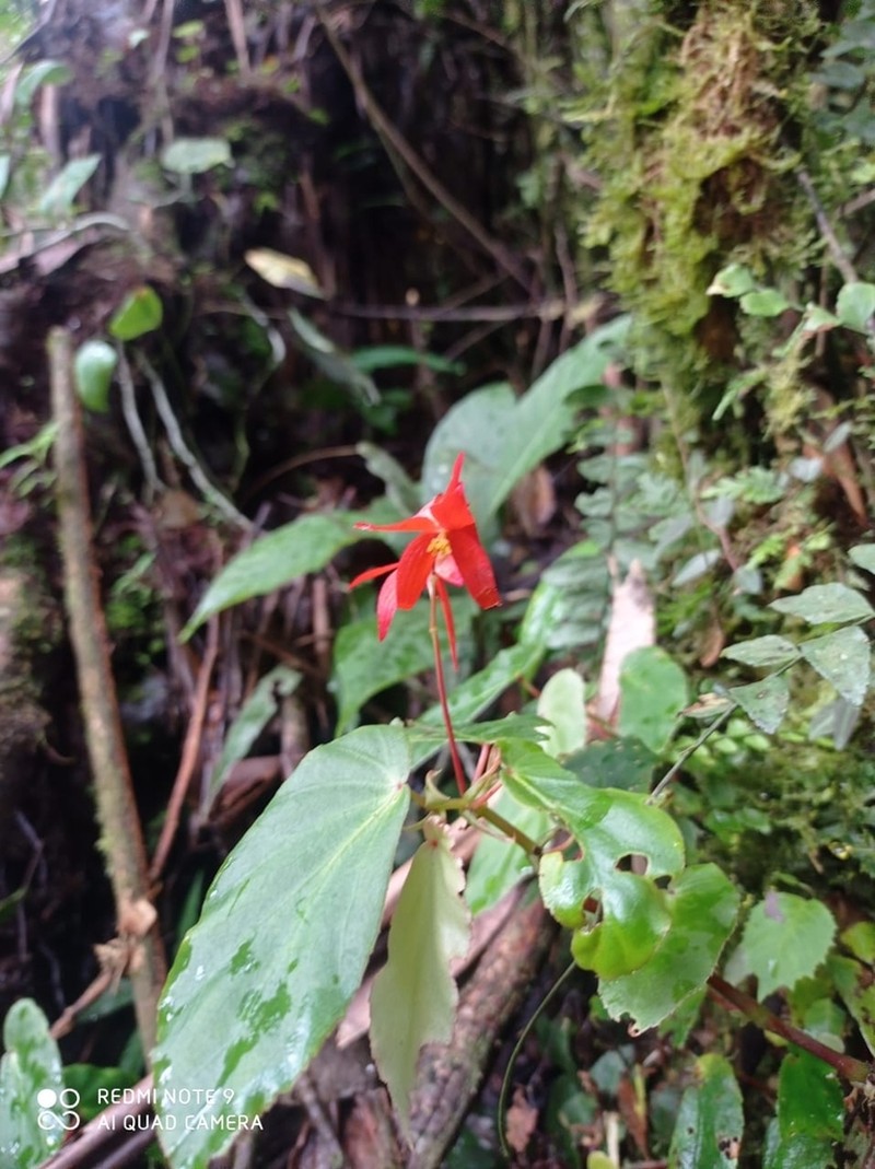 Begonia longitepala