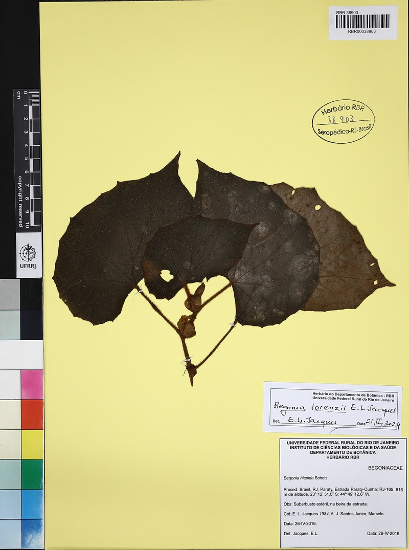 Begonia lorenzii