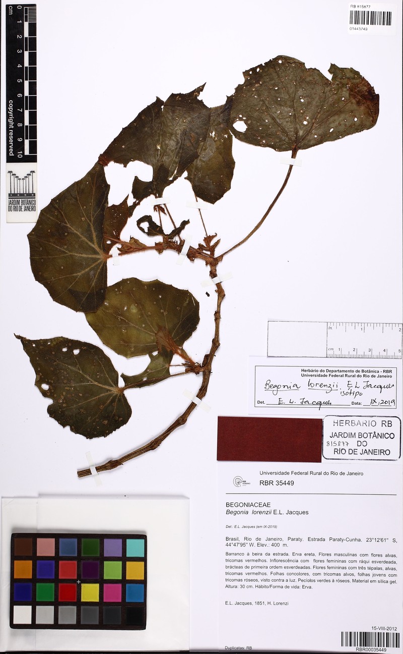 Begonia lorenzii photo 2