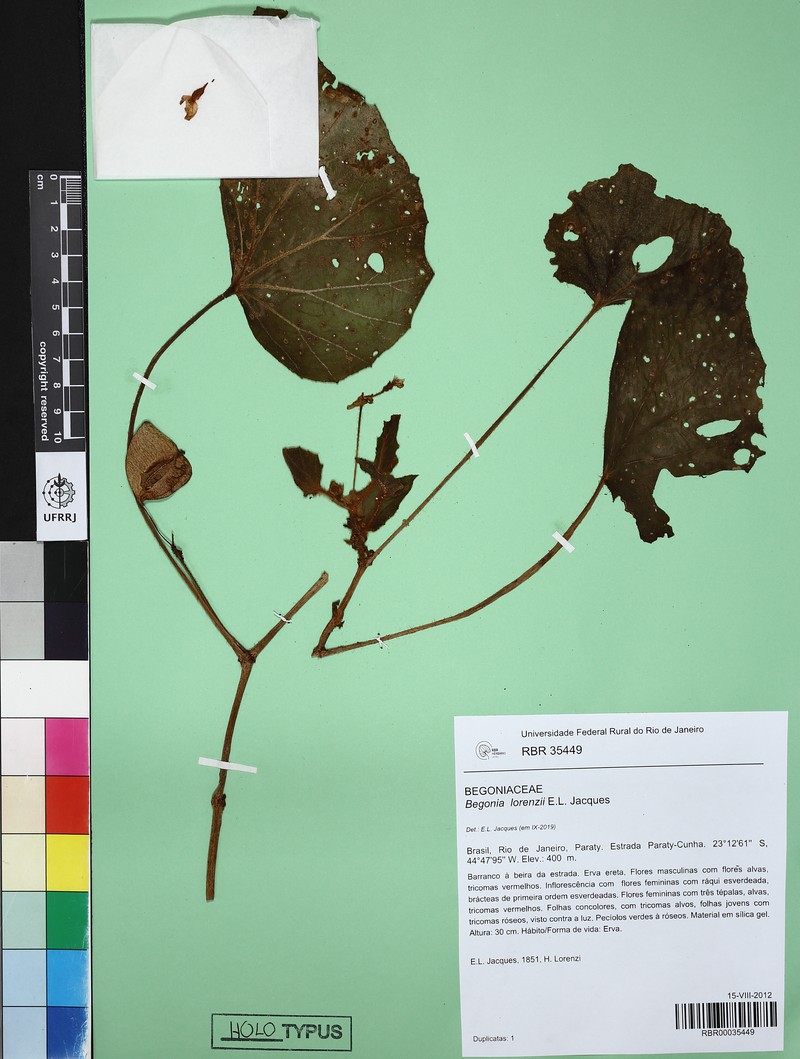 Begonia lorenzii photo 3