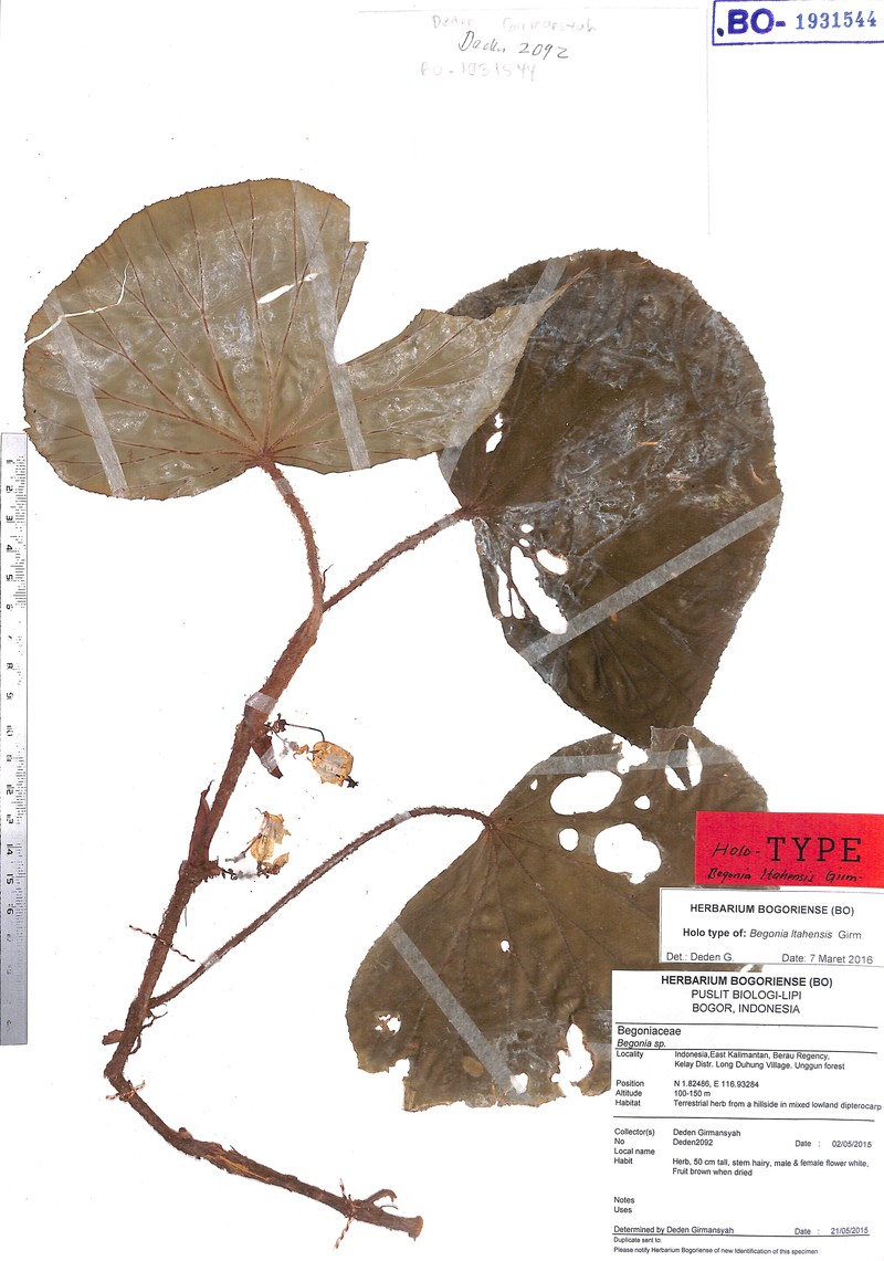 Begonia ltahensis