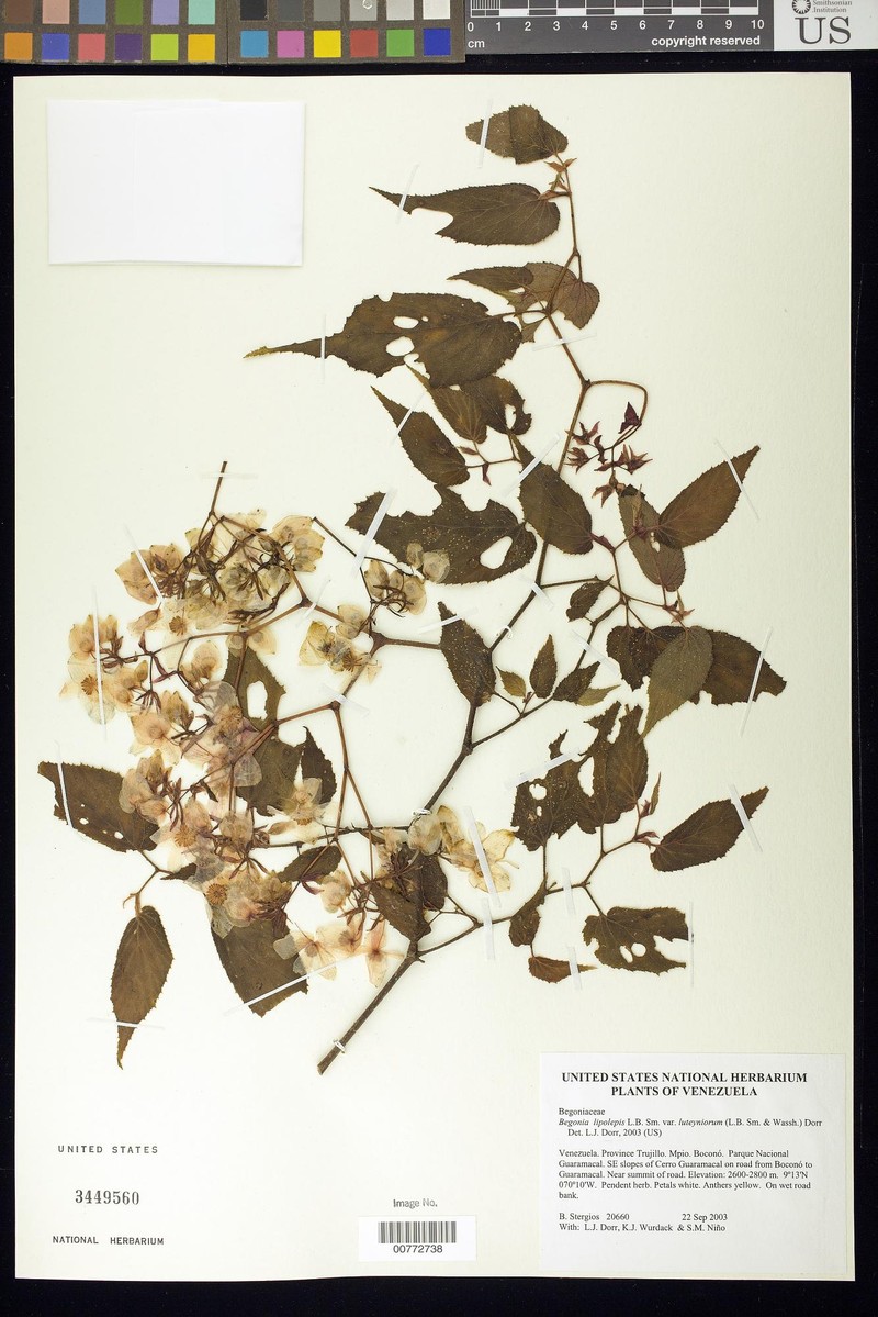 Begonia luteyorum