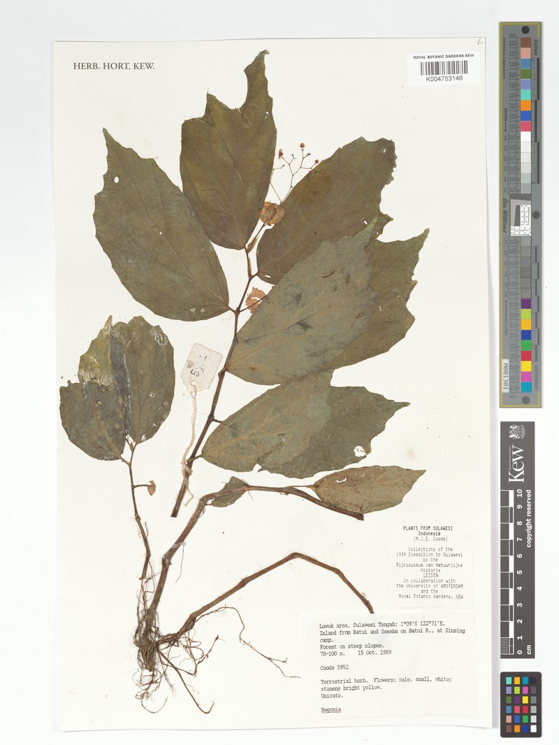 Begonia mabberleyana