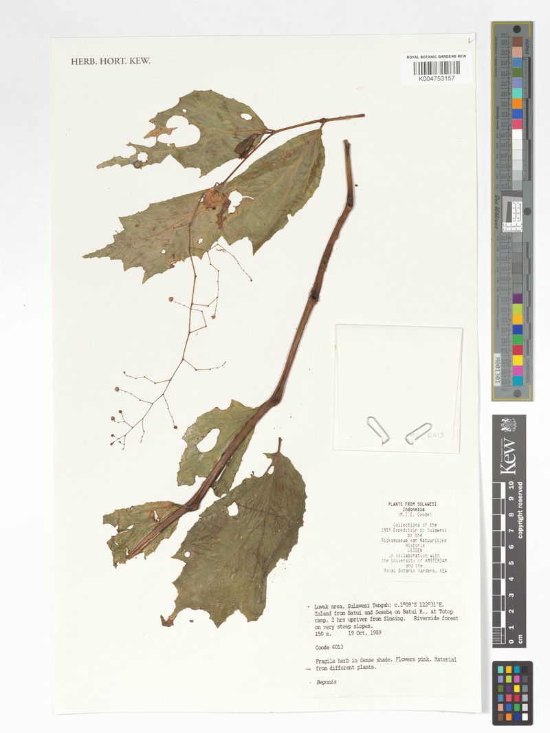 Begonia mabberleyana photo 2
