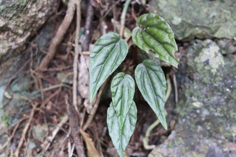 Begonia makuruyot