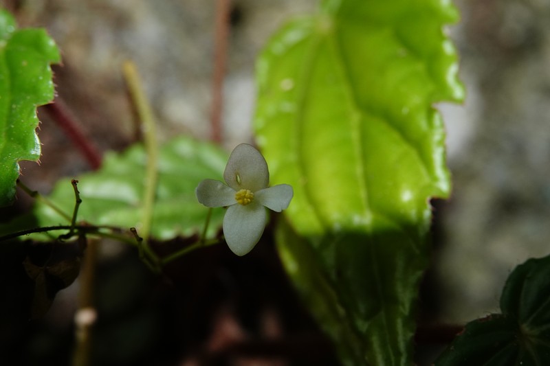 Begonia makuruyot photo 4