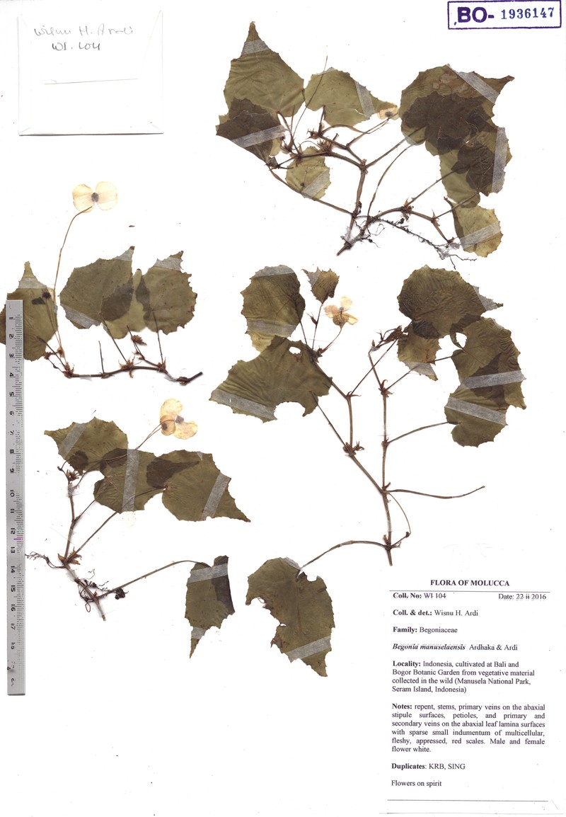 Begonia manuselaensis