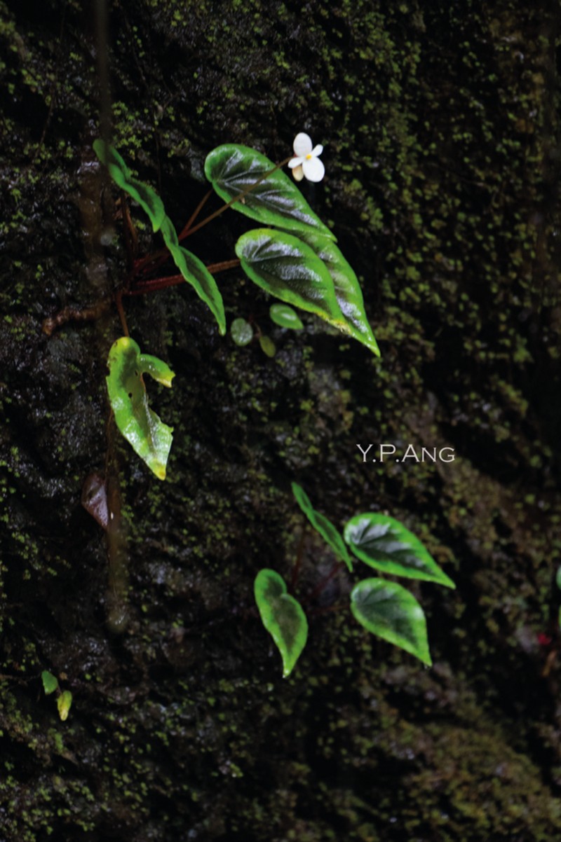 Begonia masilig