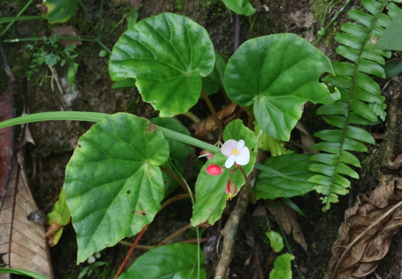 Begonia masilig photo 2