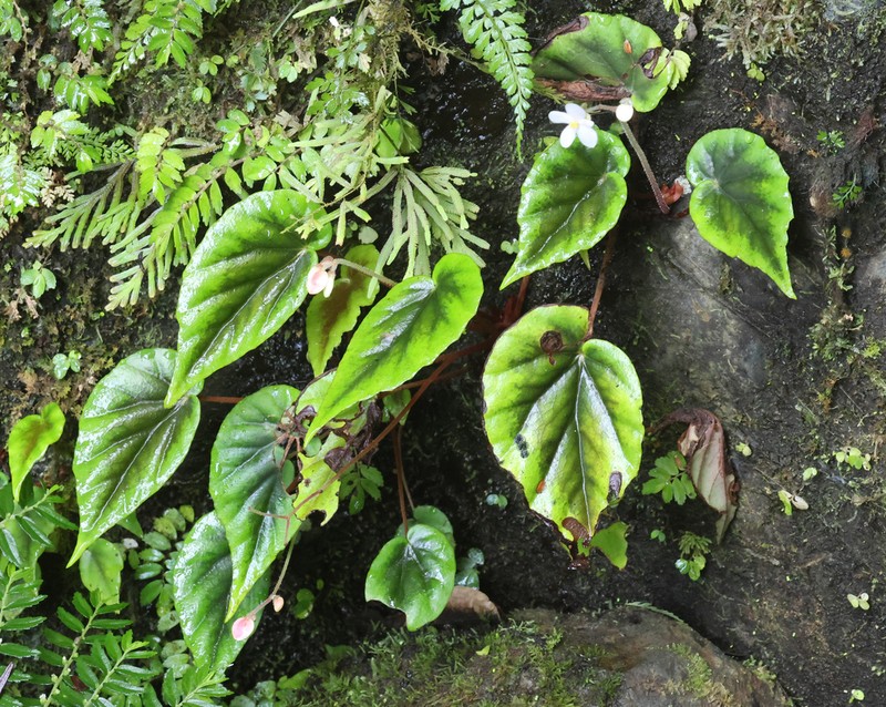 Begonia masilig photo 3