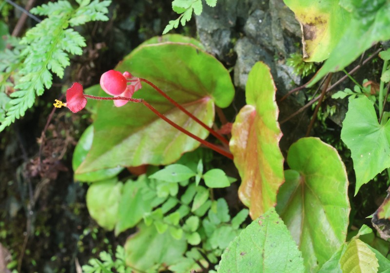 Begonia masilig photo 4