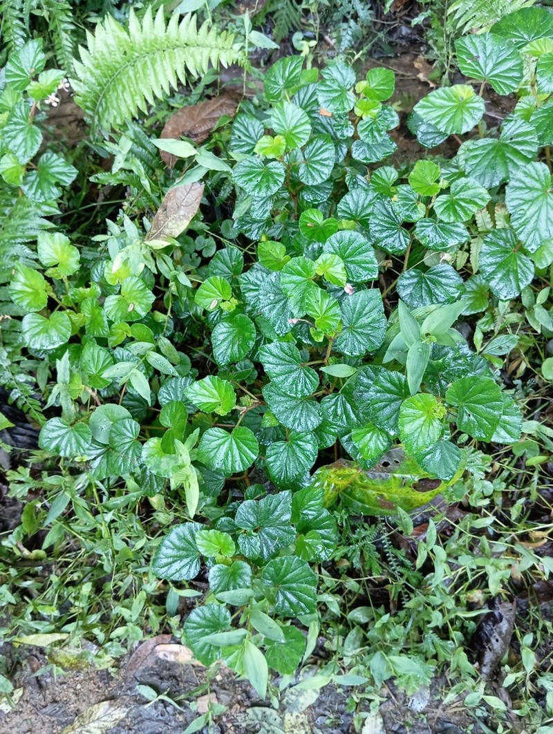 Begonia medeirosii