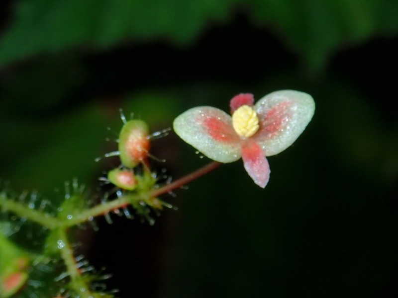 Begonia melanosticta photo 2