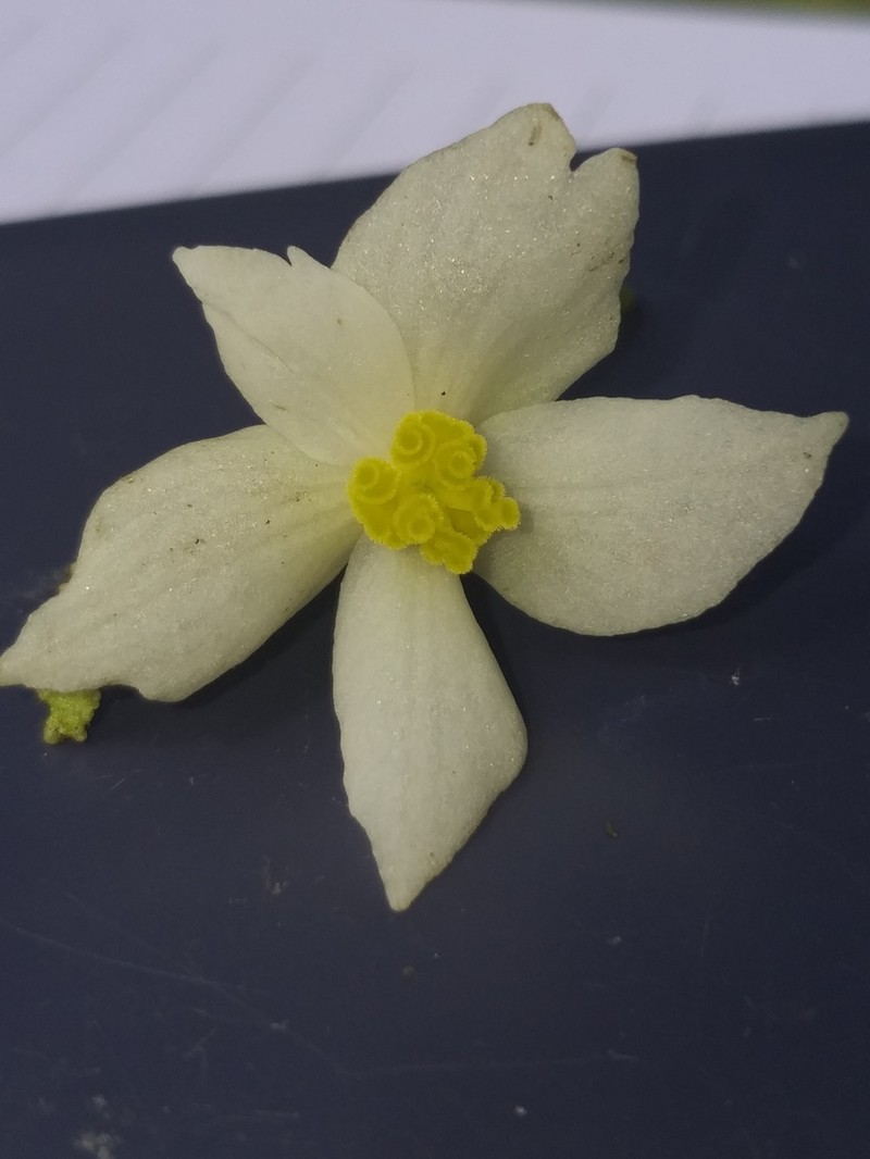Begonia menchunaensis photo 2