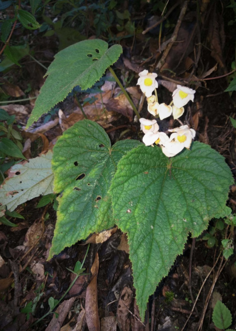 Begonia menchunaensis