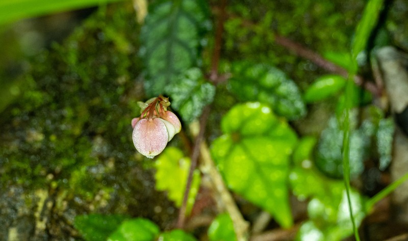 Begonia merrilliana photo 3