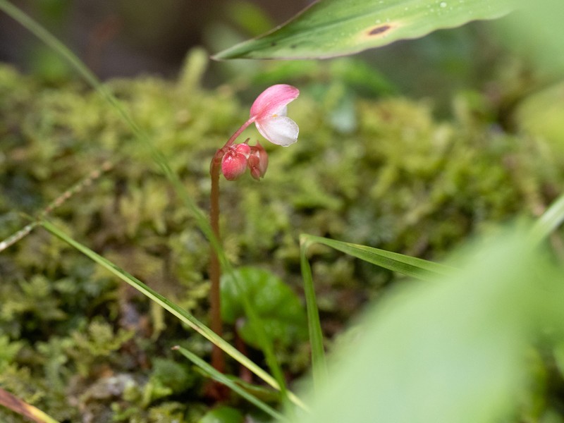 Begonia merrilliana photo 4