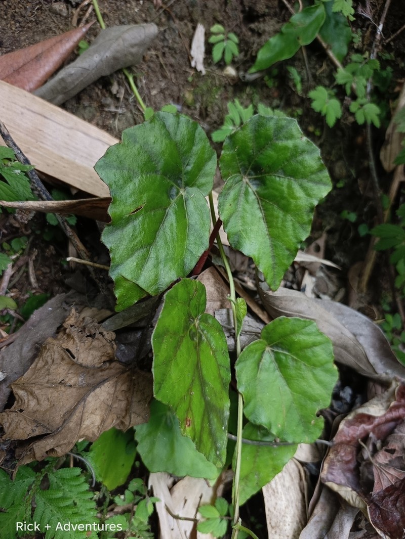 Begonia merrilliana photo 5