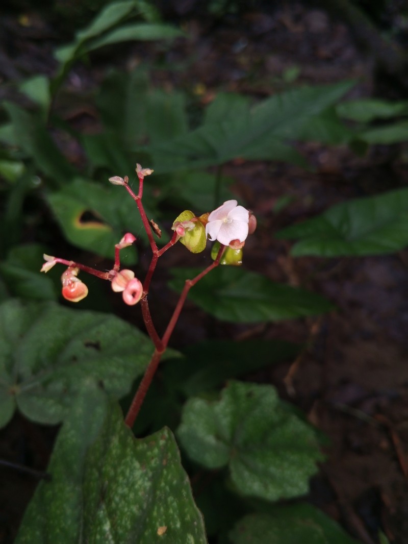 Begonia merrilliana photo 6